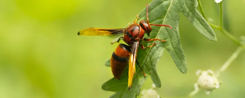 The Texas Homeowner's Guide to Red Wasps | Big M Pest Control