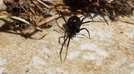 black widow on the ground