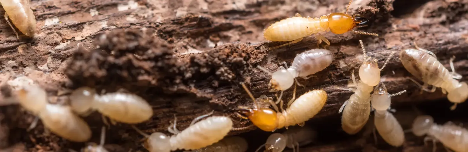 termites on wood