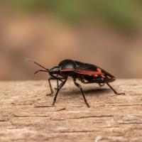 a kissing bug up close