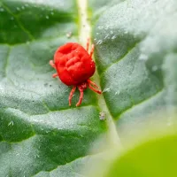 a close up picture of a clover mite on a leaf