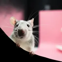 Small white rat