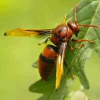 Red Wasp