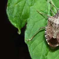 Brown Marmorated Stink Bug