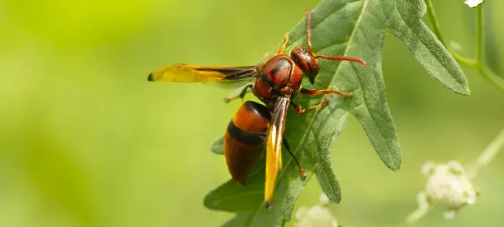 Red Wasp