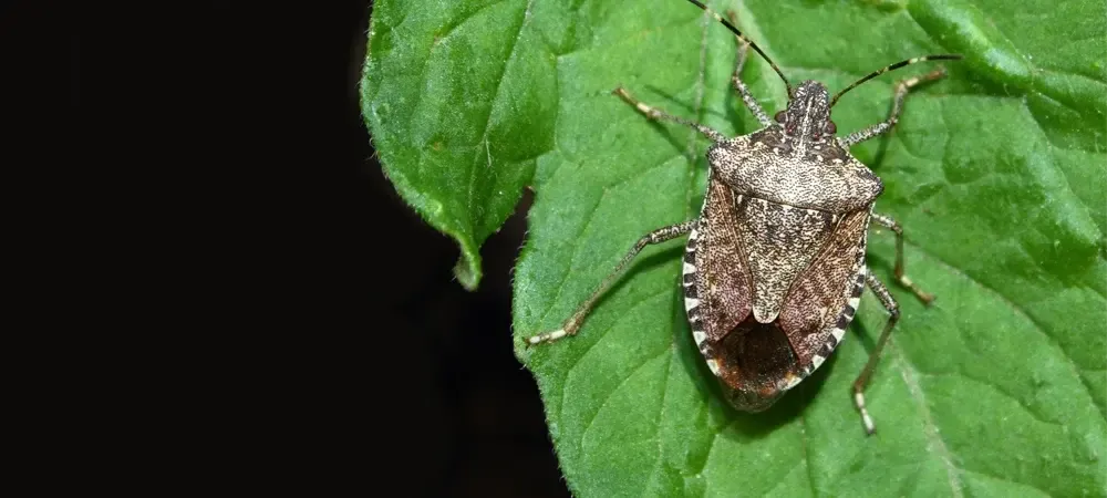 Brown Marmorated Stink Bug