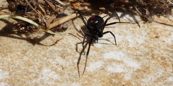 black widow on the ground
