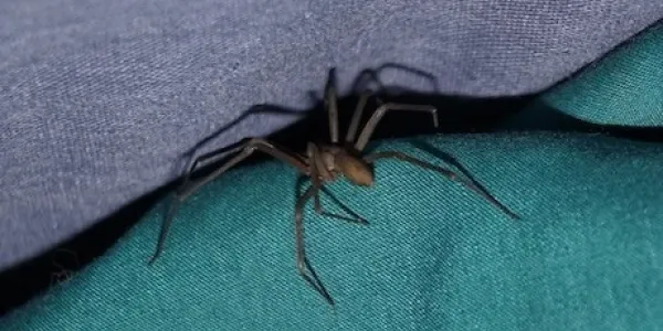 brown recluse