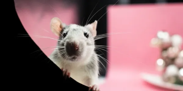 Small white rat