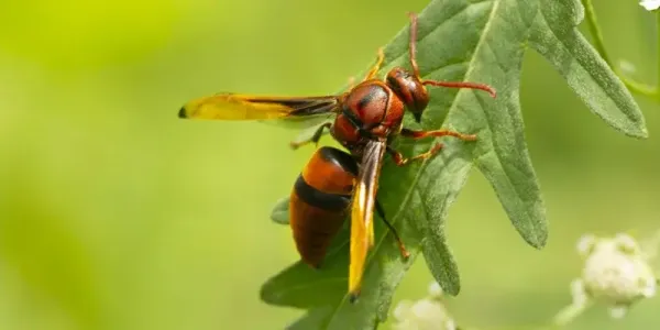 Red Wasp